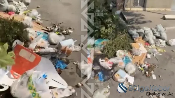 Gəncədə həllini tapmayan ekoloji problemlər- RƏSMİ QURUMLAR İSƏ MƏSƏLƏYƏ BİGANƏ YANAŞIR